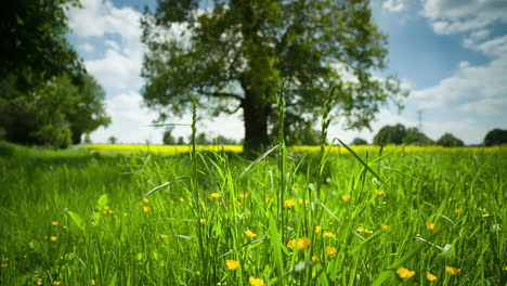 tree in an english countryside meadow