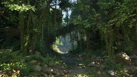 a path through the jungle