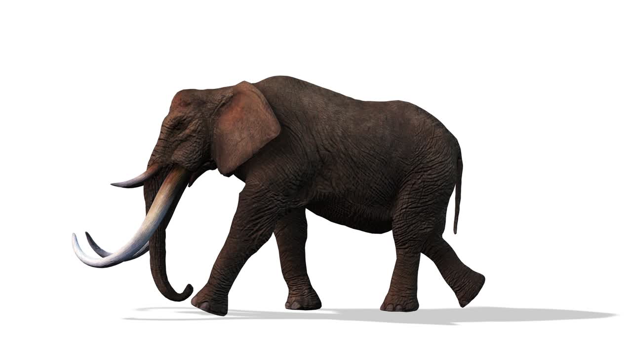 코끼리가 고, 으로 볼 때 이 없는 루프, 색 배경