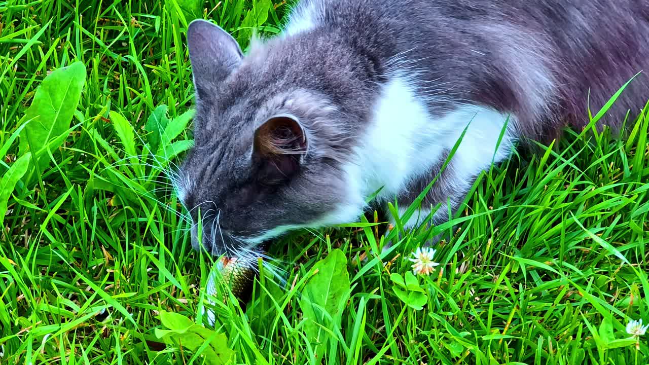 Cat eating fish in grass