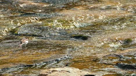 White-wagtail-feeding-on-shallow-brook-at-sunset