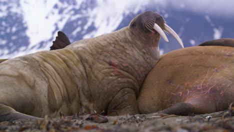 Morsa-Con-Grandes-Colmillos-En-La-Playa-Rascándose-El-Vientre