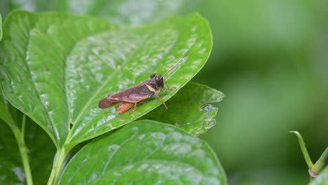 Un-Zoom-De-Este-Saltamontes-Descansando-Sobre-Esta-Hoja-Listo-Para-Saltar,-Tailandia