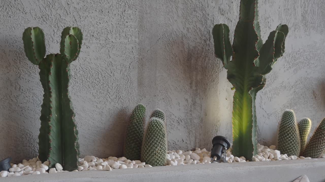 Cactus Plants with White Pebbles