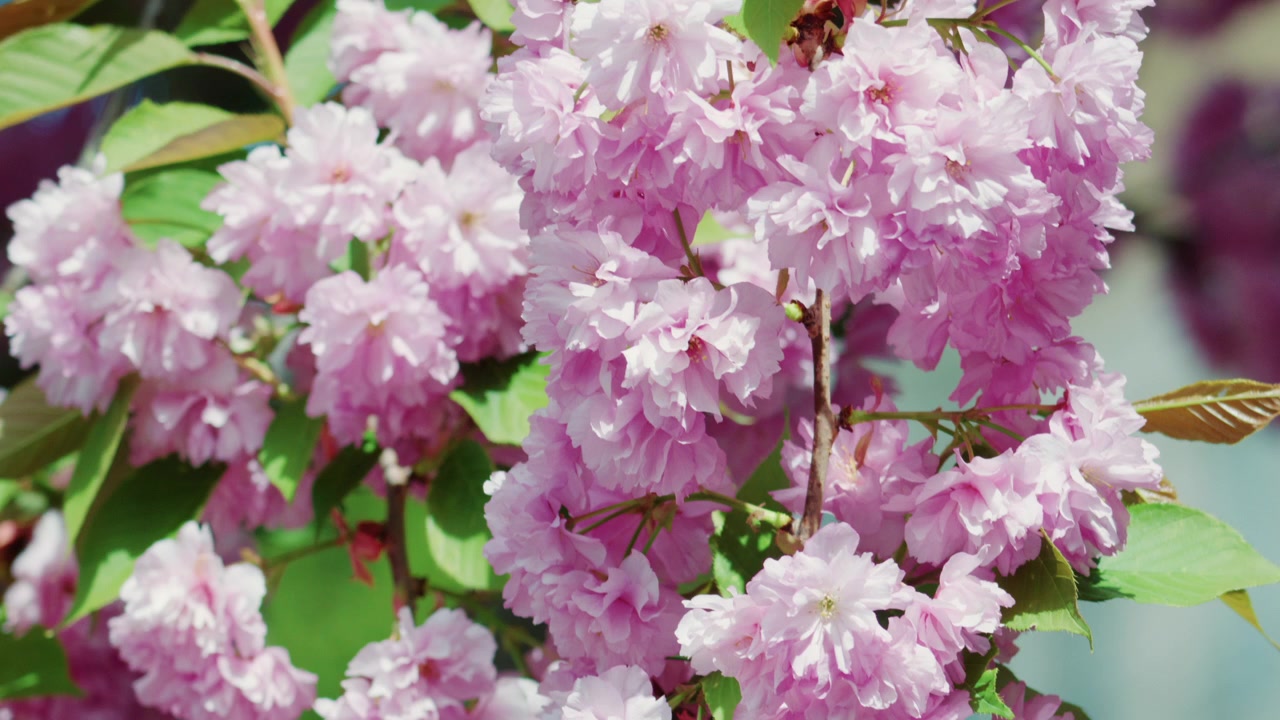 Close up of vibrant pink blossoms on a tree branch in full bloom