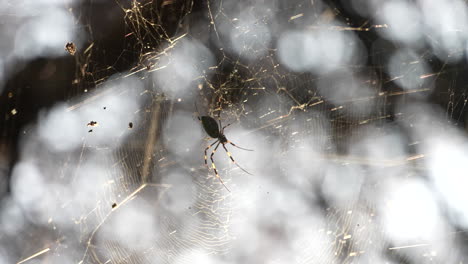 joro spider quietly waiting in it's web for his next prey - close up