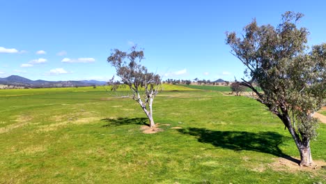 Drone camera smoothly flies past a solitary eucalyptus tree in a sunlit rural field near Armidale, revealing open grassland and distant hills