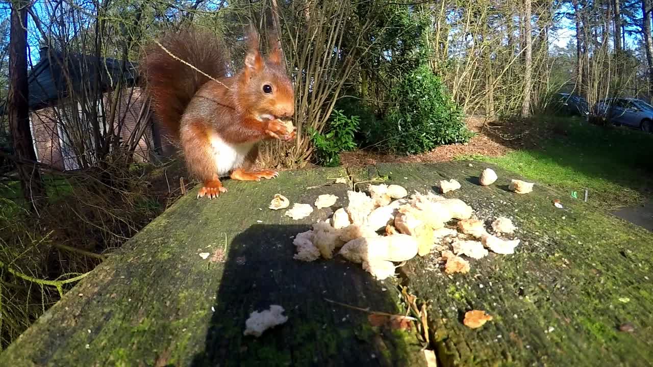 Red Squirrel Standing On Edge Of Garden Table Eating Food