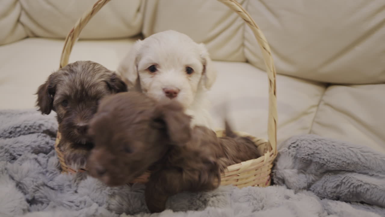 cachorros de labrador en una canasta, dos marrones y uno blanco lindo