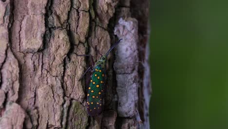 Moving-its-body-while-on-the-bark-of-the-tree-as-the-background-moves-with-the-wind,-Saiva-gemmata-Lantern-Bug,-Thailand