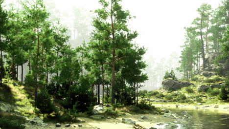 lush green forest landscape beside a tranquil river during daylight hours