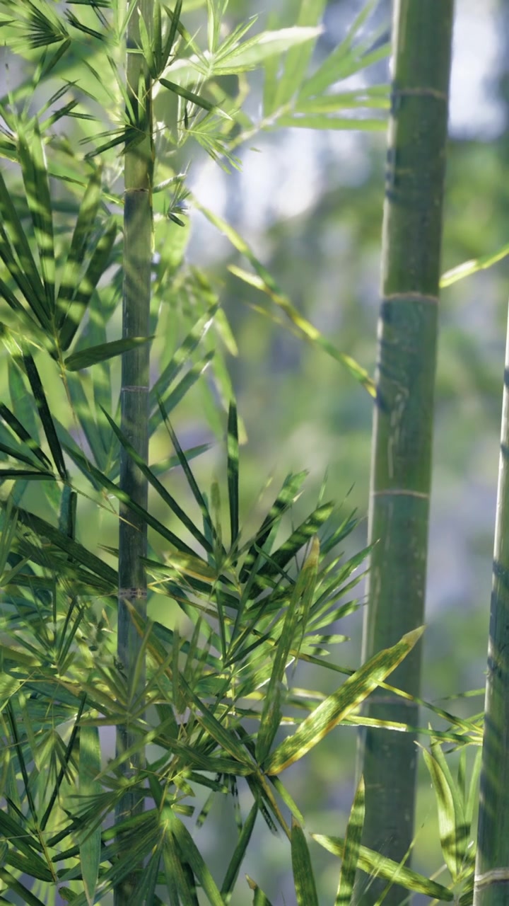 Piante di bambù crescono in una zona soleggiata vicino a una fonte d'acqua in natura.