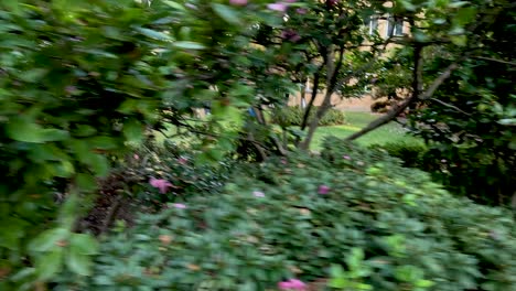 vibrant plant leaves and flowers in university garden