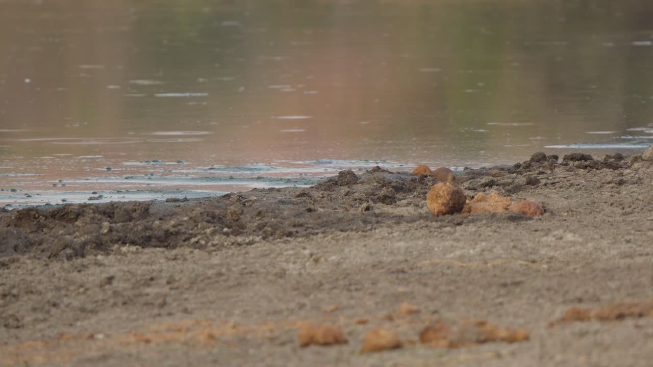 Mangusto esguio em um bebedouro olha para cima e depois se esconde atrás de um barranco lamacento em câmera lenta no Parque Nacional Kruger, África do Sul. Comportamento da vida selvagem em habitat natural.