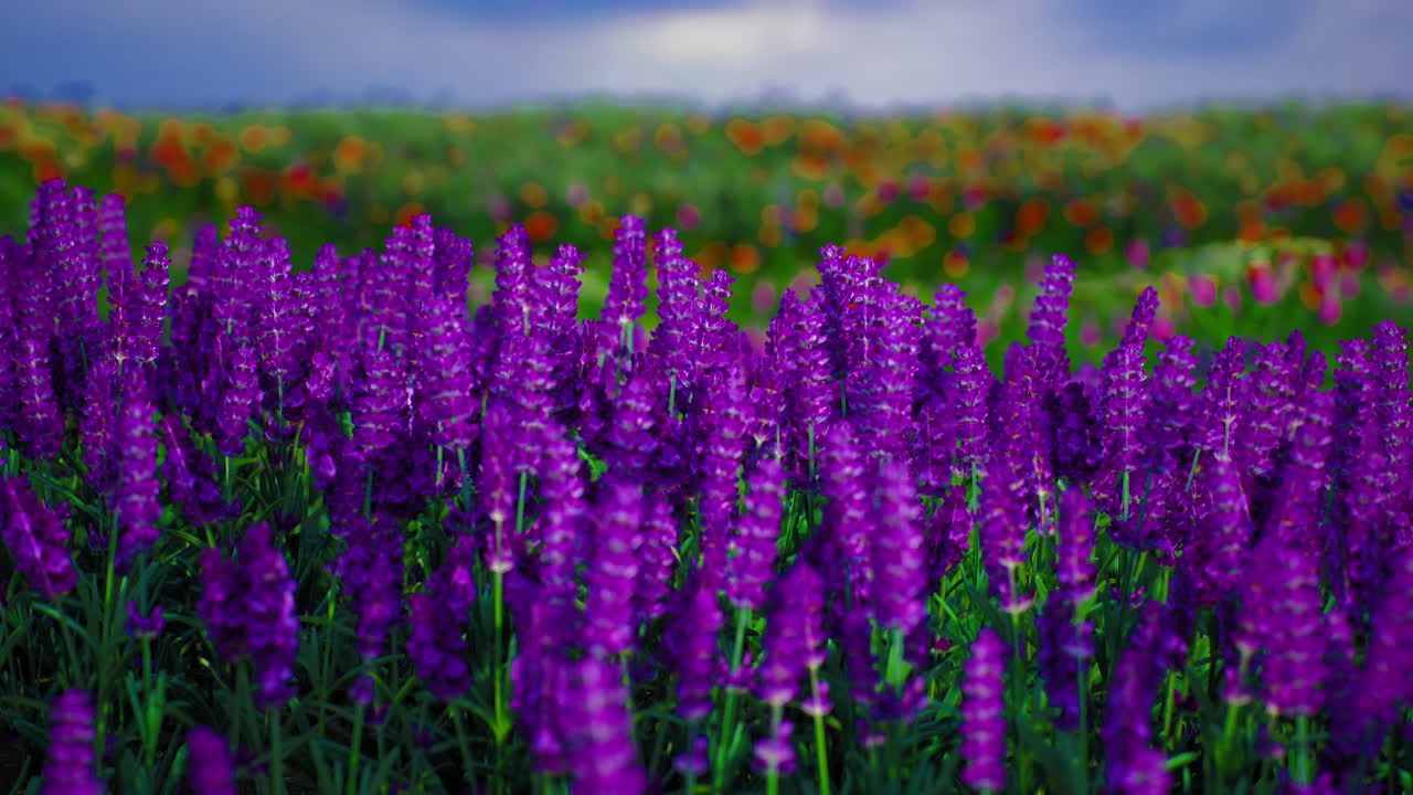 Vibrant purple flowers fill a field under a cloudy sky in springtime