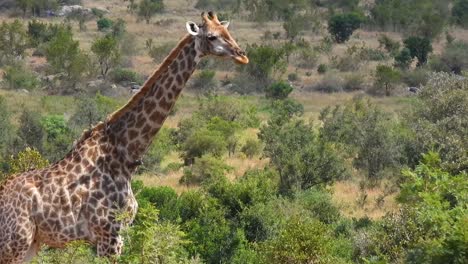 nieuwsgierige giraffe staart in de camera, verschuift uitzicht naar de zijkant