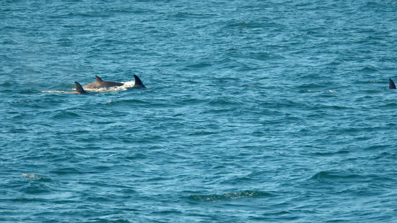 사냥 후 이동하는 일시적 범고래의 슬로우 모션