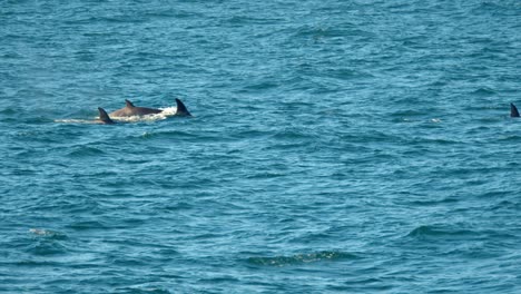 cámara lenta de orcas transitorias que viajan después de la caza