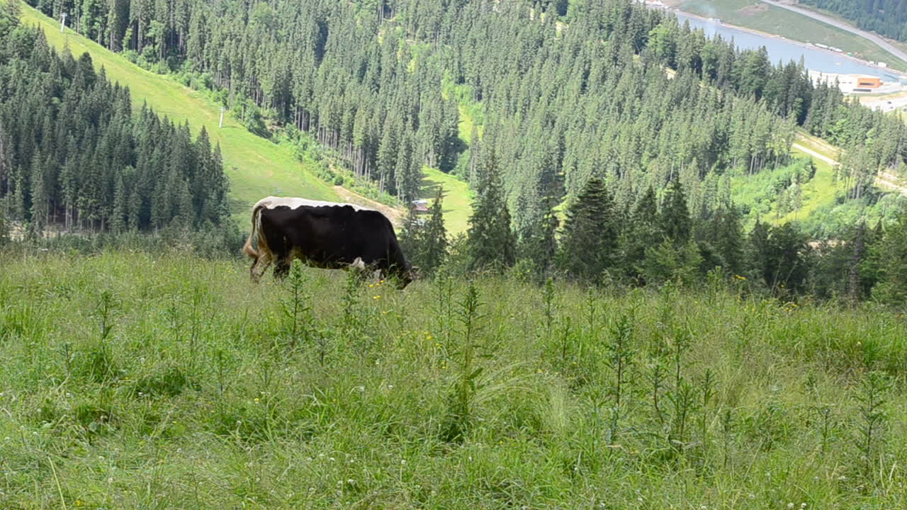 Mucche ed erba in montagna. Mucche al pascolo in montagna