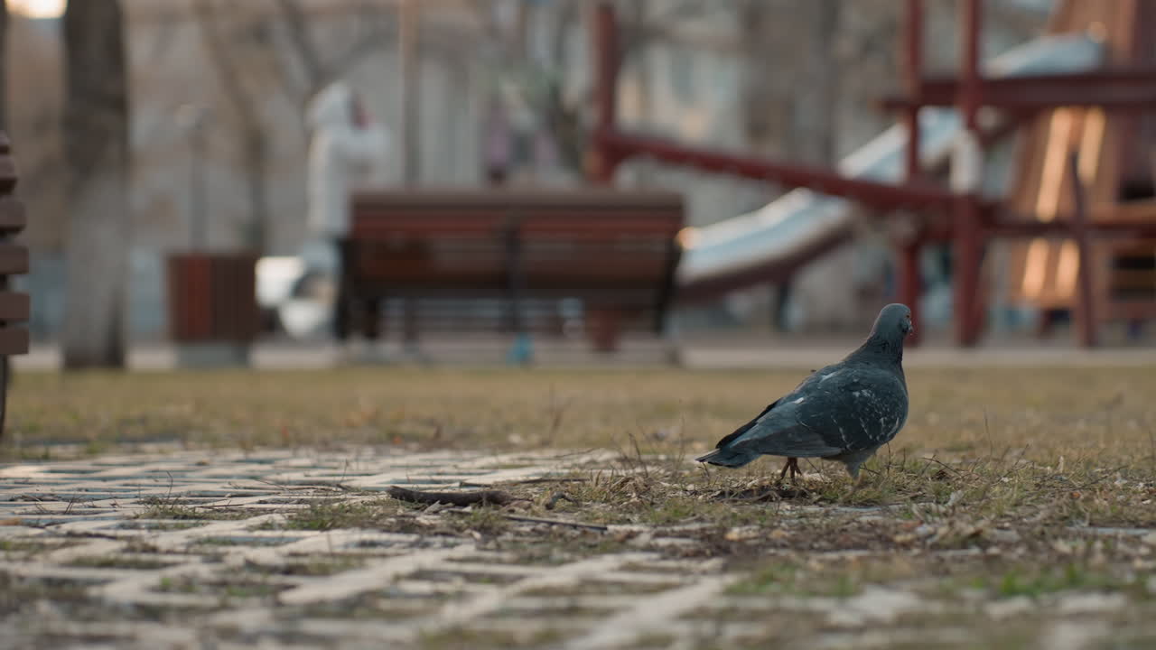 Lower angle view of pigeon walking on paved ground as man seated on bench throws food, blurred background with wooden bench, book, beverage, and park scenery in warm evening light