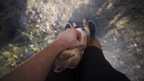 mimar cachorro sabueso indie con amor extra gopro pov