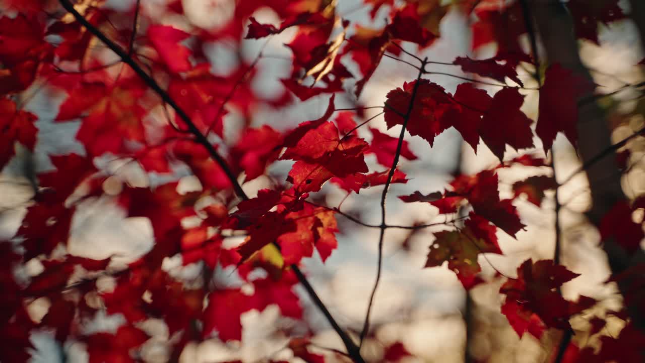 Close-up view of red maple leaves in warm autumn sunlight, North America, Quebec, Montreal, Canada.