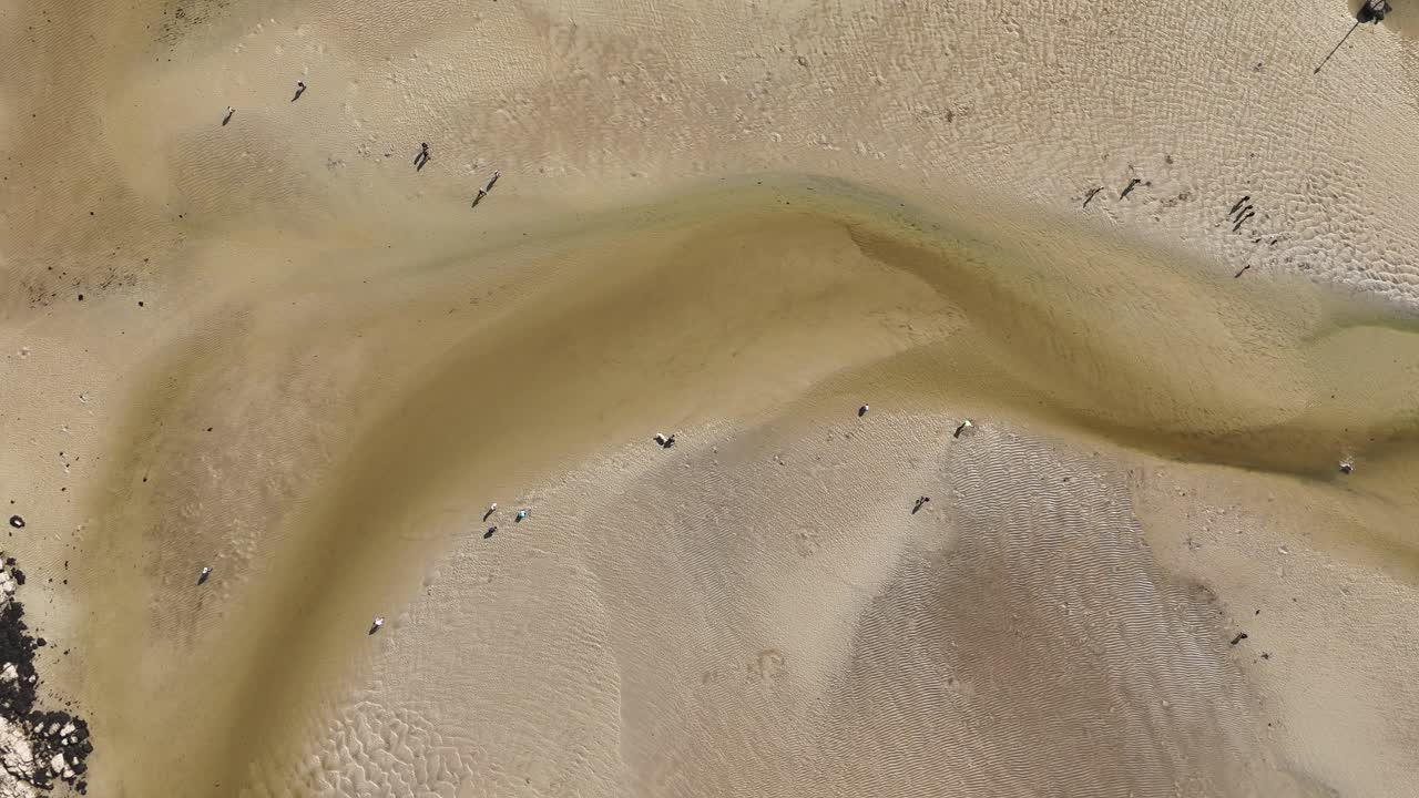Droneoptagelse ovenfra i skarp middagssol over floden Minouets gyldne tidevandssandflader, hvor familier samles til skaldyrshøst ved lavvande, Bretagne, Frankrig.