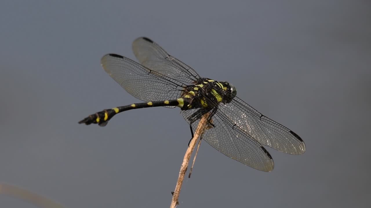 Dragonfly on a twig