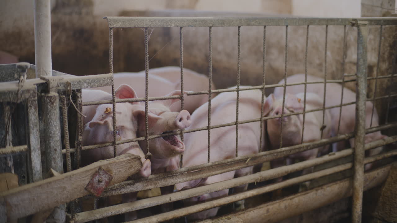 свиньи в фермерском загоне