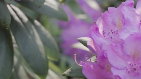 slow motion track of a bumble bee frolicking