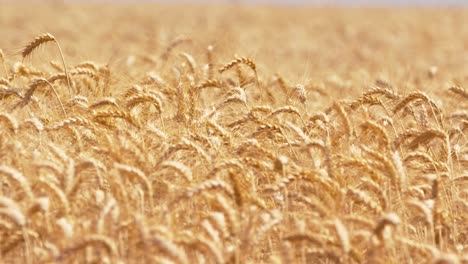 steady shoot of wheat field in brazil