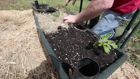 plantar y triturar tomates en un contenedor