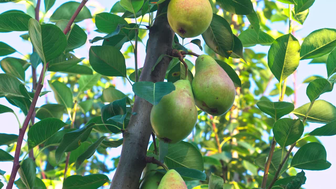 Pears growing on a tree during a sunny day in late summer