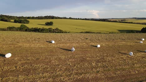 Hay-rolls-silage-wrapped-in-a-harvested-field,-aerial-view