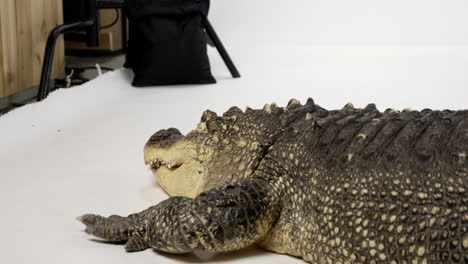 caimán americano comienza a arrastrarse fuera del fondo blanco durante la sesión de fotos de animales