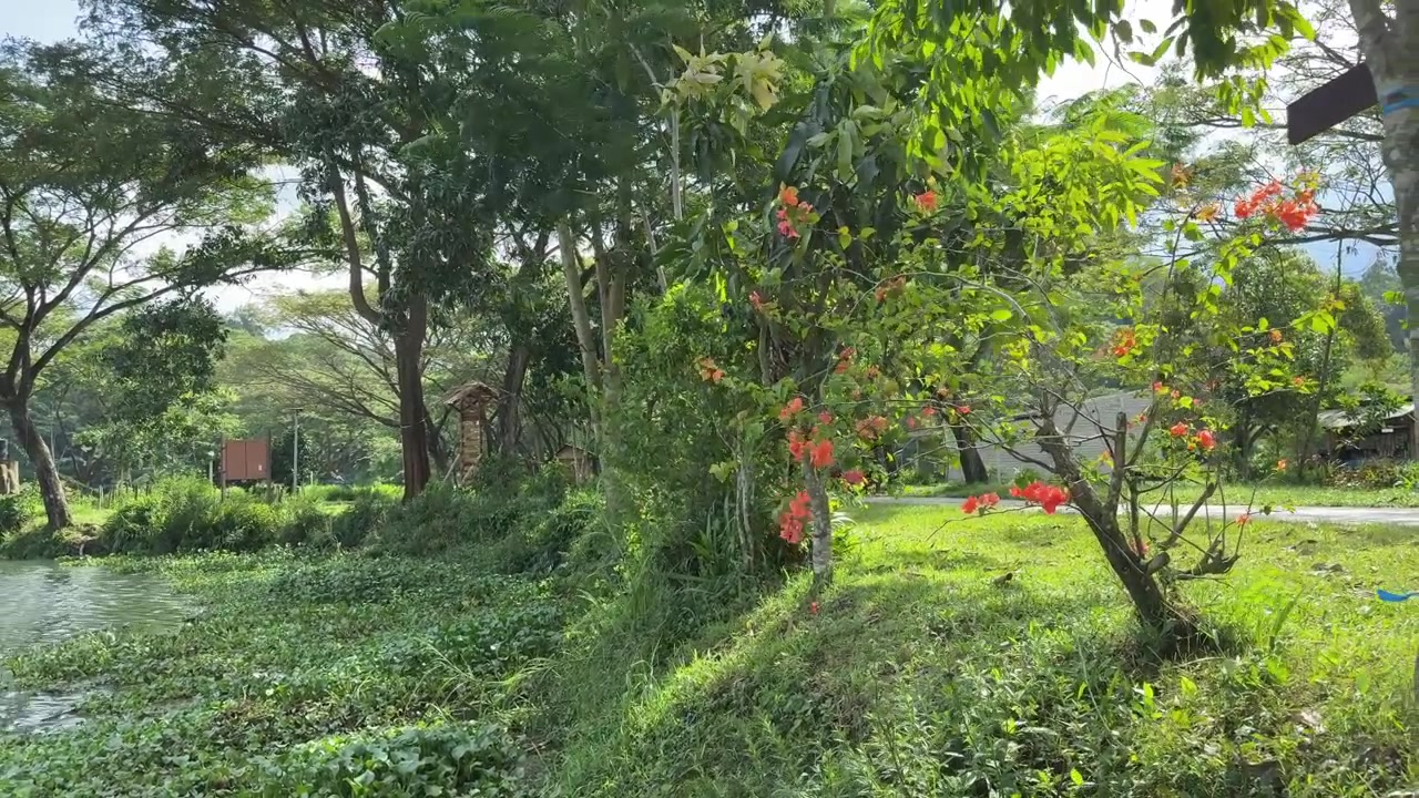寧靜湖畔風光，綠樹橙花點綴