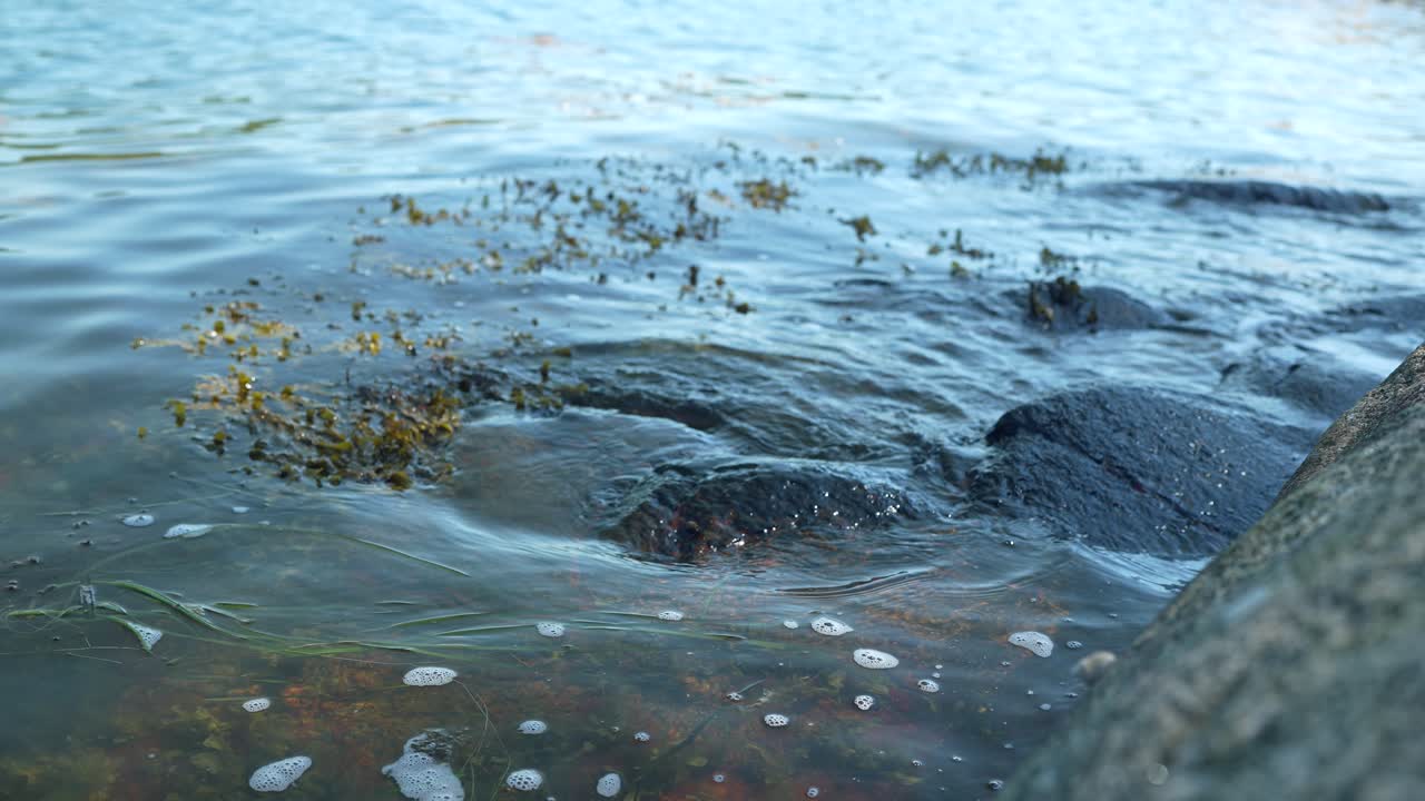 L'acqua lambisce dolcemente le rocce lisce sulla riva, con fili di alghe che galleggiano sulla superficie. La luce dell'alba crea un'atmosfera serena, creando un ambiente tranquillo.