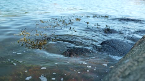 water gently laps against smooth rocks at the shoreline, with strands of seaweed floating on the surface. dawn light casts a serene ambiance, creating a tranquil setting