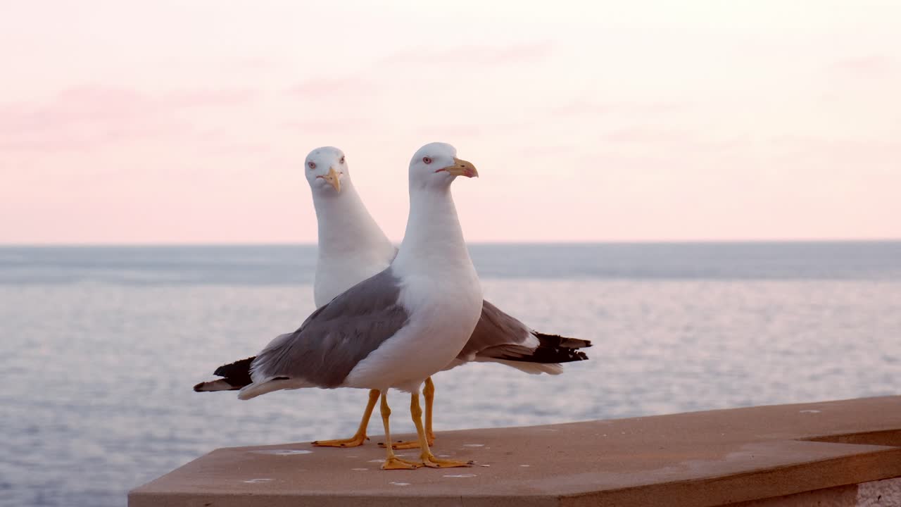 Um close-up de duas gaivotas pousadas em uma saliência com o Mar Mediterrâneo calmo ao fundo, capturado durante um pôr do sol suave e em tons pastel