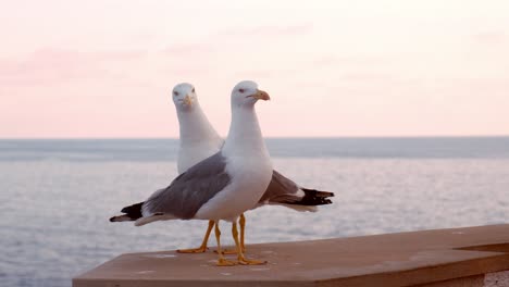 a close-up of two seagulls standing on a ledge with the calm mediterranean sea in the background, captured during a soft, pastel-colored sunset