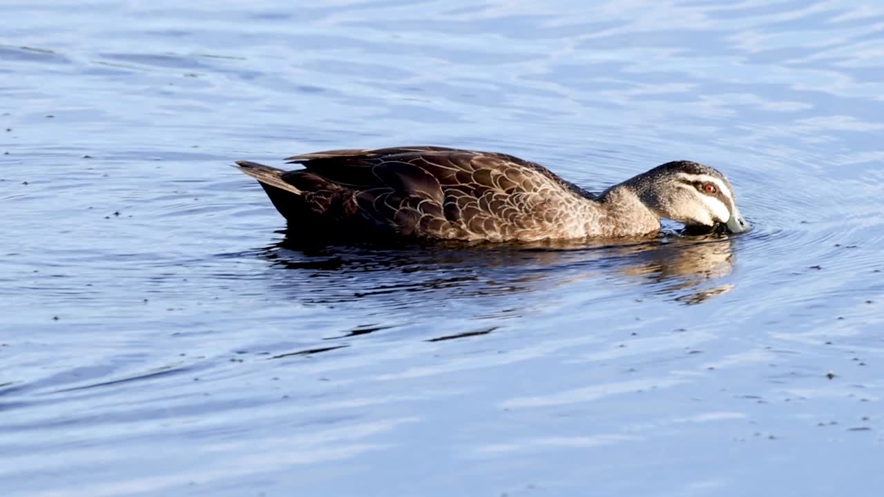 A duck forages and swims gracefully, creating ripples in the clear blue water.