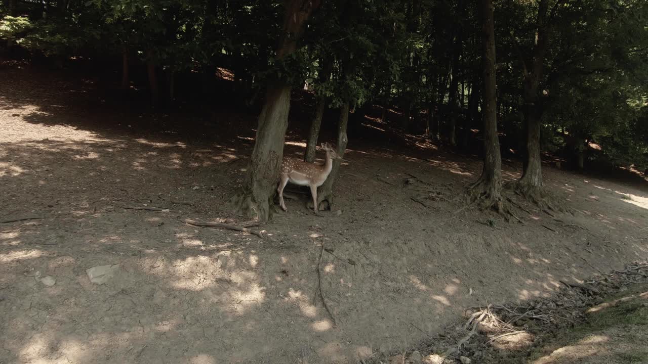 A doe standing free in a forest between trees. Deer walking around in the shadow of a forest. Nature and animals in summer - steady view.