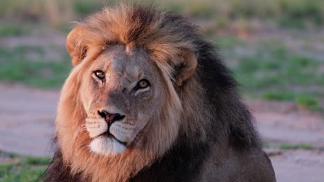 Male-African-Lion-Face-Close-Up