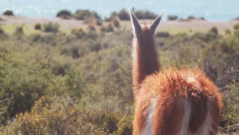 single guanaco walking across the thorny bushes in slow motion as its fur blows in the wind