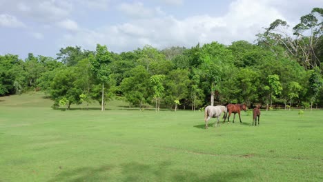 Tres-Sensacionales-Caballos-Salvajes,-Marrón---Gris,-Deambulan-Libremente-En-La-Apertura-En-Un-Exuberante-Bosque-Verde,-órbita-Aérea-De-Drones