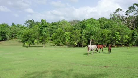 tres sensacionales caballos salvajes, marrón - gris, deambulan libremente en la apertura en un exuberante bosque verde, órbita aérea de drones