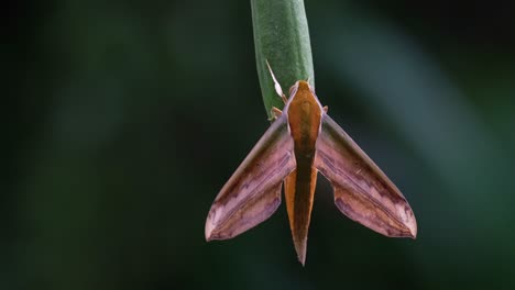 Hanging-on-an-elongated-pod-of-a-plant-swinging-with-a-gentle-wind