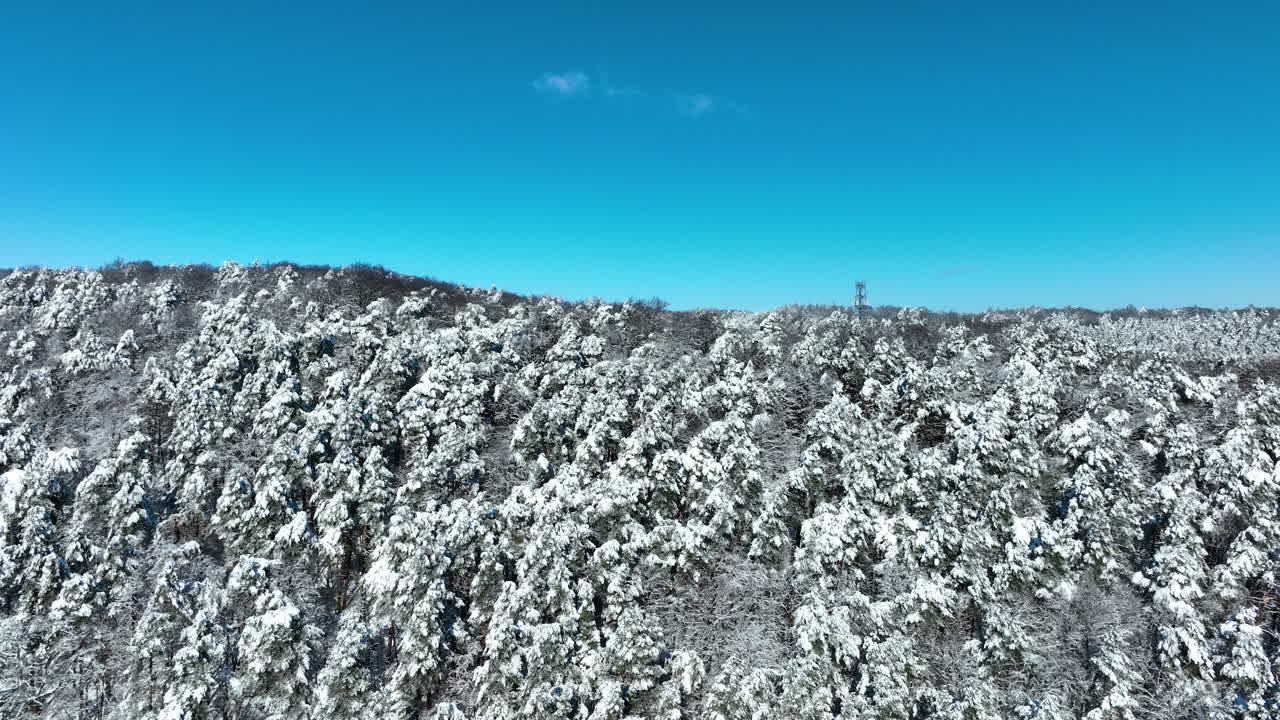 ポーランドのグダニスクにある、澄み切った青空の下、真っ白な新雪に覆われた密生した松林のシネマティックな空撮。冬の旅行や自然ドキュメンタリーに最適です。