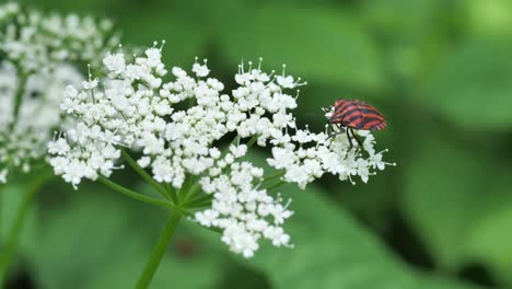 Striped-beetle-on-a-flower,-mild-wind-is-moving-the-flower,-blurred-background