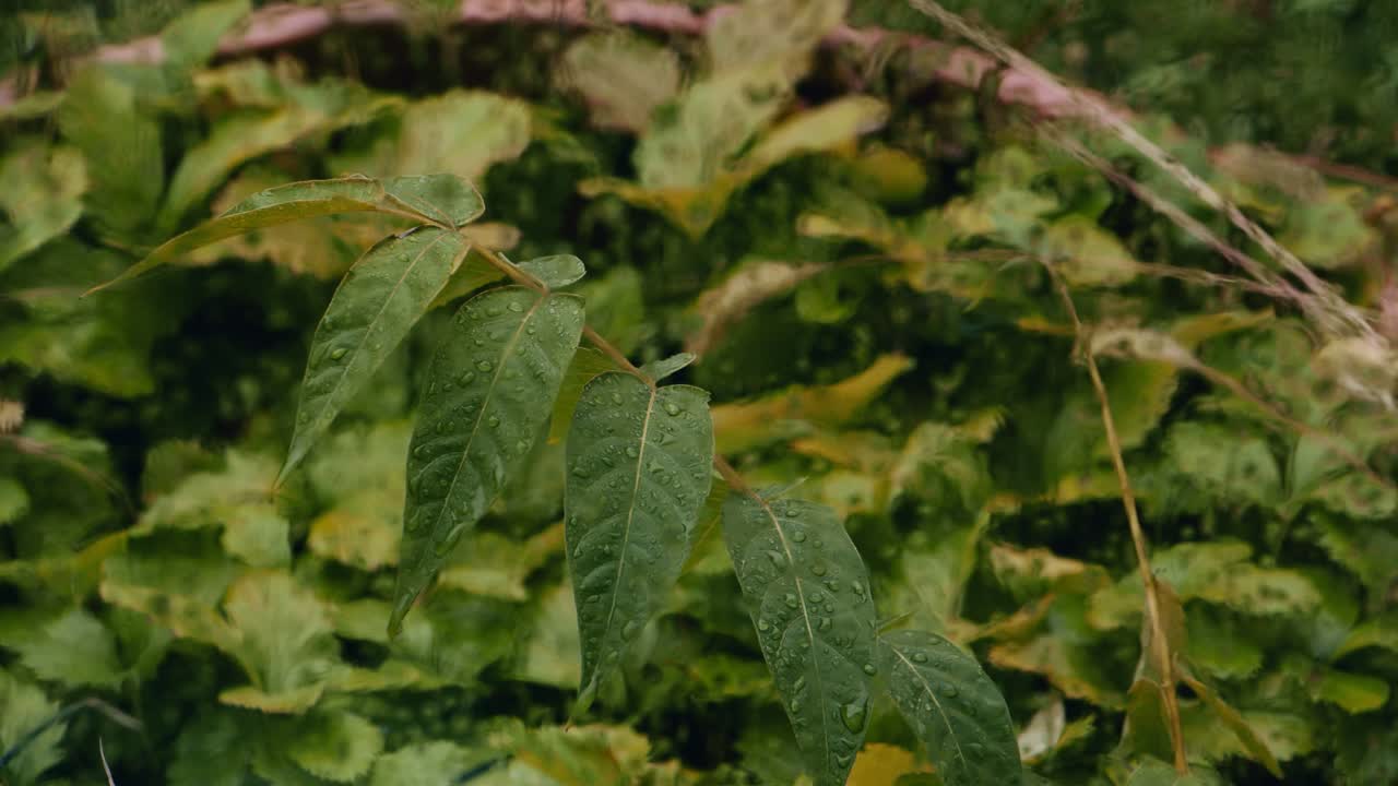 árboles y flores europeos bajo la lluvia de otoño con pinos y arbustos